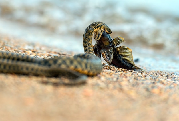 Water snake with the entrapment of fish on the shore of the pond