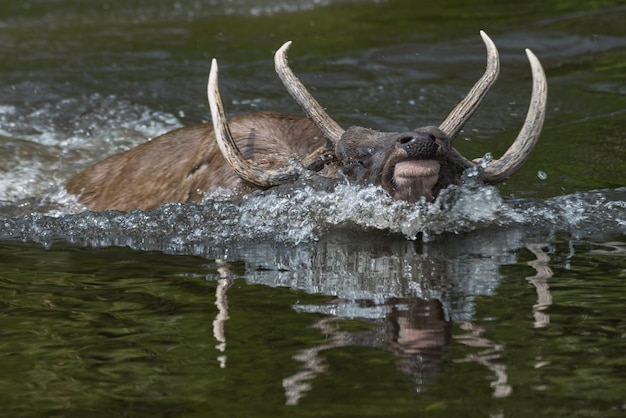 Foto water spat in een meer