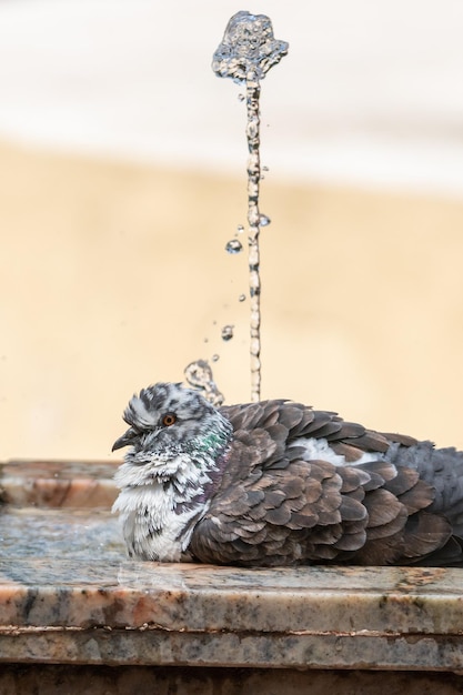 Water spat uit een marmeren fontein en duif