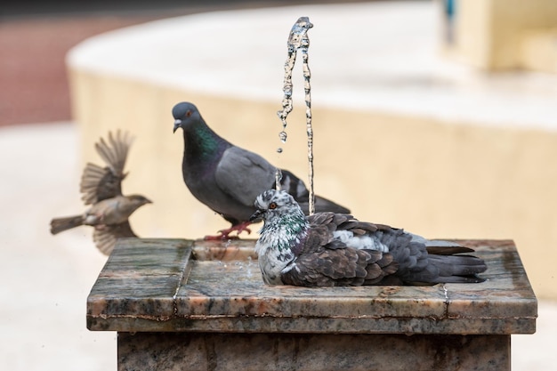 Water spat uit een marmeren fontein en duif