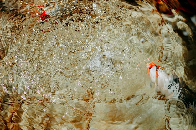 写真 コイ魚の池の水のスプラッシュ