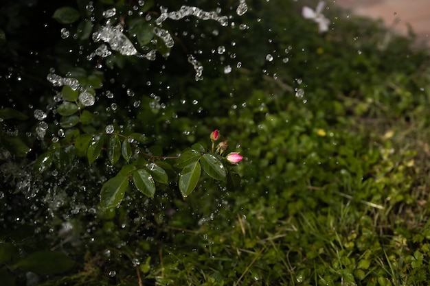 장미 봉오리가 있는 덤불 근처에 물이 튀다