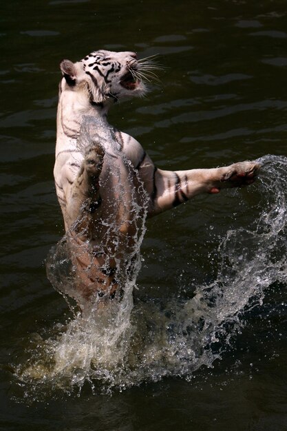 Foto spruzzi d'acqua nel lago