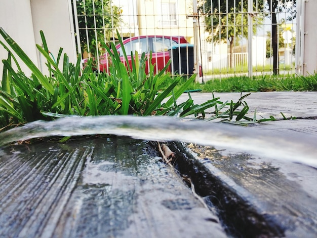 Water spraying by plants on boardwalk