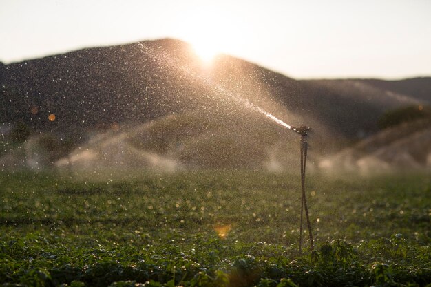 Foto acqua spruzzata da un irrigatore sull'erba contro il cielo