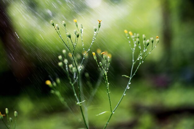 Foto spruzzatura d'acqua sulle piante