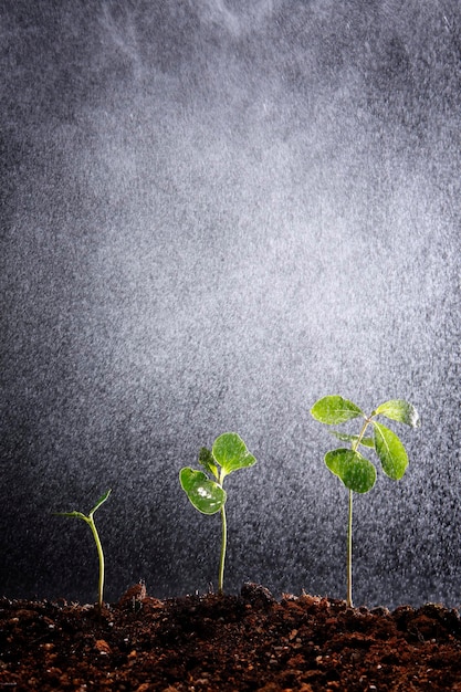 Photo water spraying on seedlings