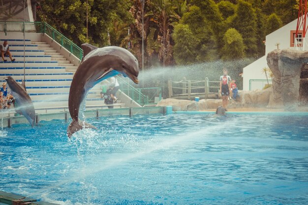 Water sprays on the dolphin while it jumps up