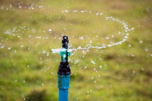 Springer acqua nel giardino