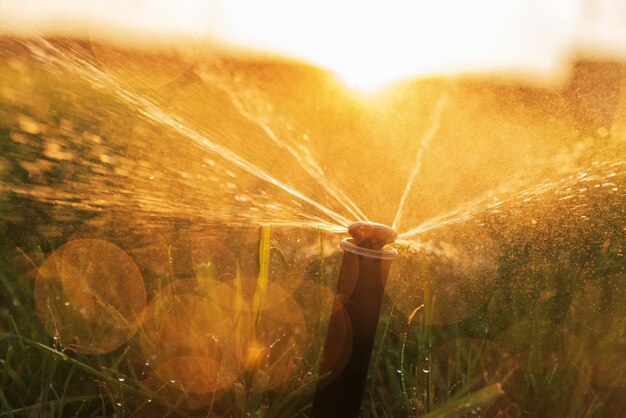 明るい夕日を背景に芝生に水をまく自動灌漑システムの散水装置。