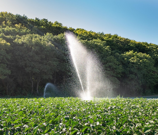 Water sprinkler system in the morning sun on a plantation