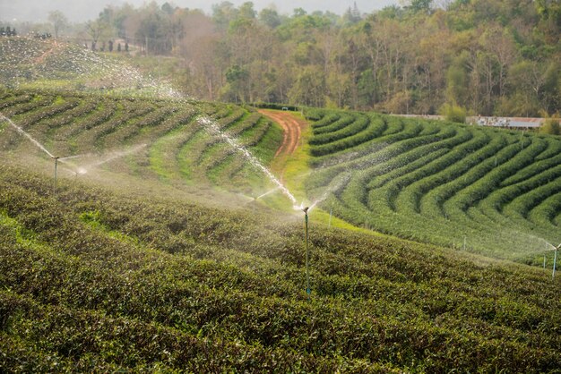 Photo water sprinkler system working in green tea farm, nature green tea concept