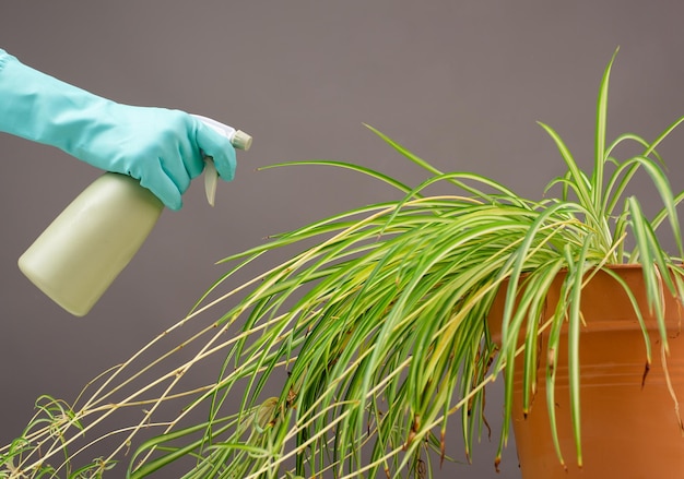 Water spuiten op de bladeren van een spinnenplant bloemist zorgt voor huisplant tuinieren thuis