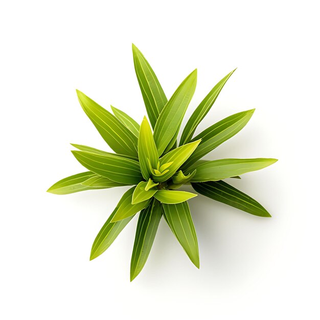 Water Star Grass Heteranthera Dubia Light Green GrassLike L Aqua Plant Isolated on White BG