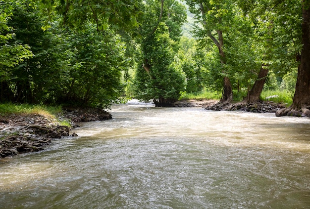 Поток воды в лесу