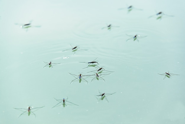 Water striders. Selective focus