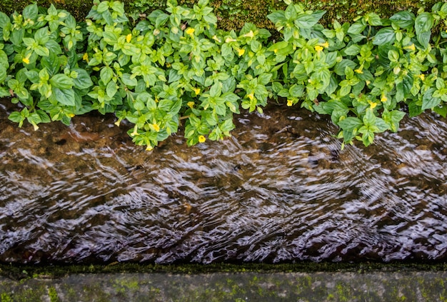 Water stroomt in het afwateringspad met kleine groene planten