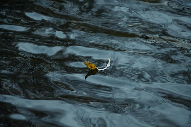 Water surface of the lake with a yellow fallen leaf