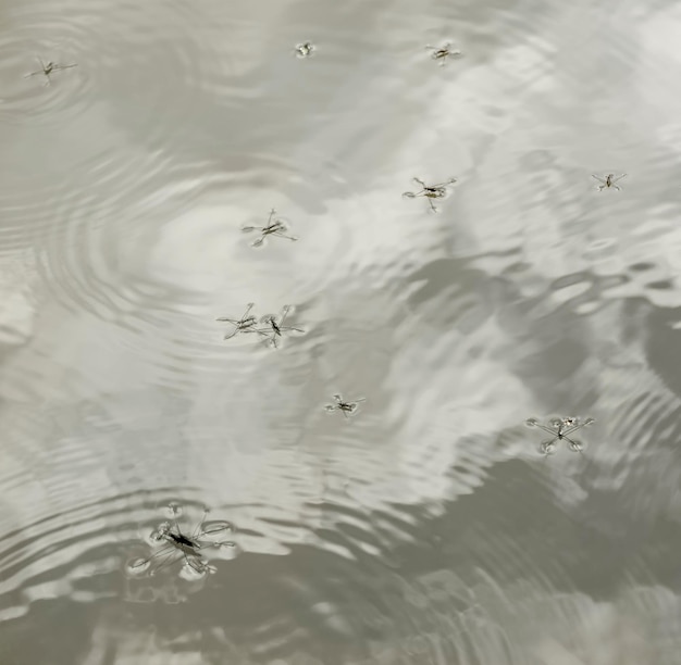 Photo water surface with water skippers