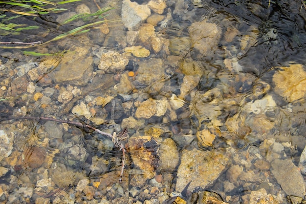 Water texture background River surface