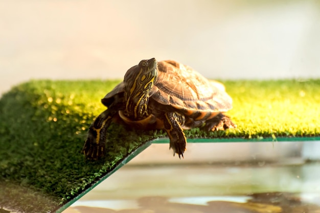 Photo water tiger turtle sunbathing in aquarium