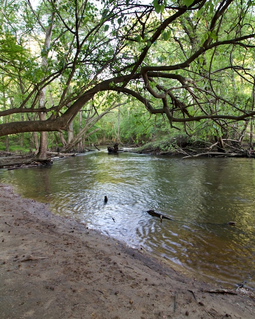 Вода и деревья