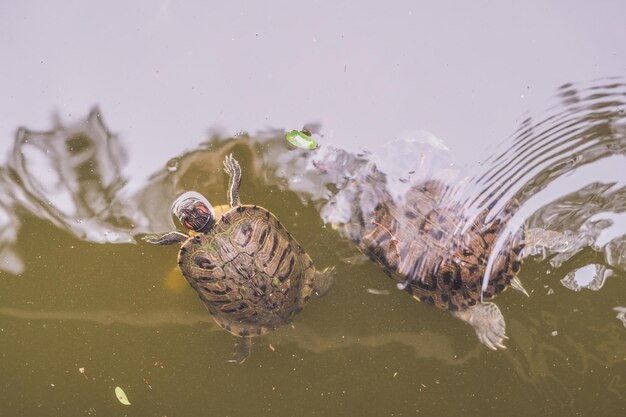 Water turtles swim in the pond of hong kong