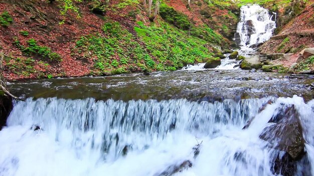 Water valt over rotsen door de dichte varenachtige ondergroei van een Karpatenbos