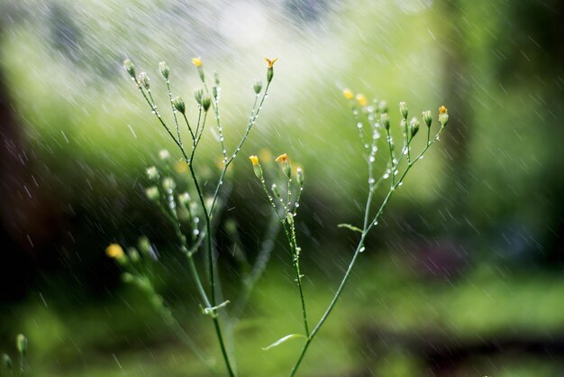 Waterbespuiting op planten