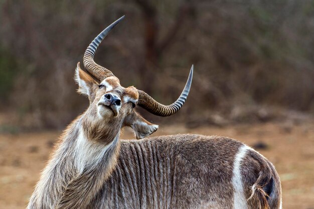 Waterbok in het bos