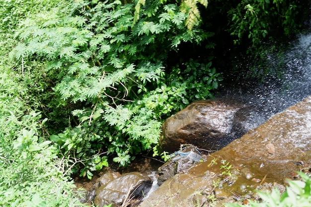 waterbron in het bos