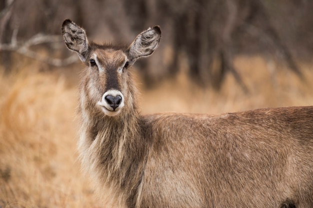 덤불에 Waterbuck. 남아프리카