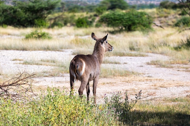 사바나에서 뭔가를 찾고 Waterbuck