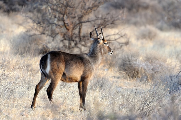 Waterbuck in the National Reserve of Africa, Kenya