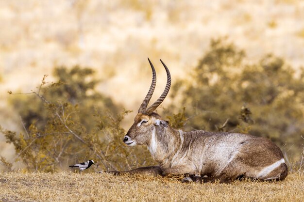 写真 陸上で鳥のそばに座っているウォーターバック