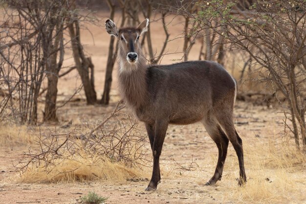 Photo waterbuck standing on field