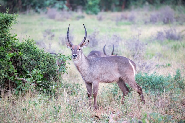 Waterbuck stands in the savanna watching you