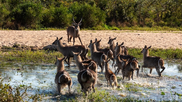 Waterbuck in the water at a waterhole