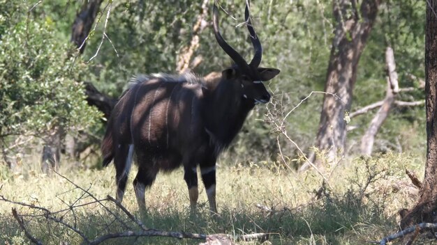 A waterbuck in the wild