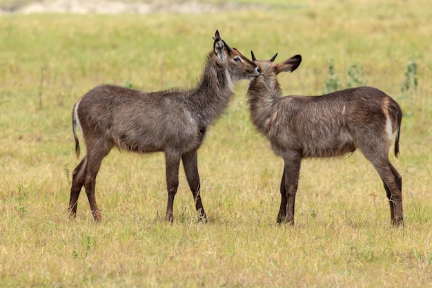 写真 ウォーターバックの整備