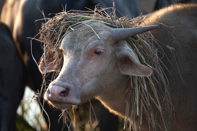 Waterbuffel, boerderijdieren