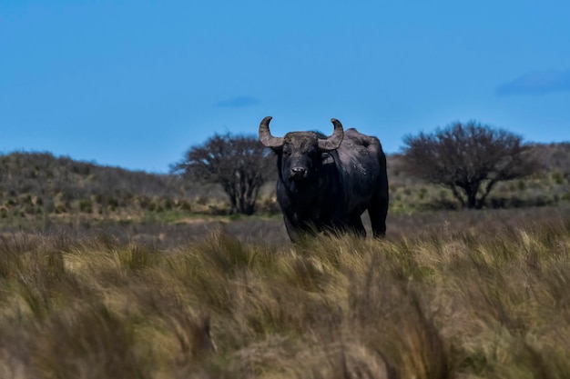 Waterbuffel Bubalus bubalis soort geïntroduceerd in Argentinië La Pampa provincie Patagonië