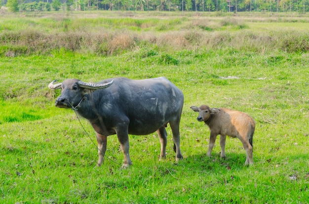 Waterbuffel die zich op groen gras bevindt en aan een camera kijkt