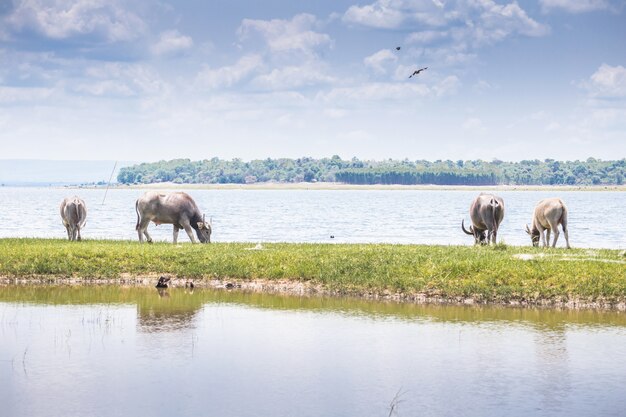 waterbuffel in Thailand