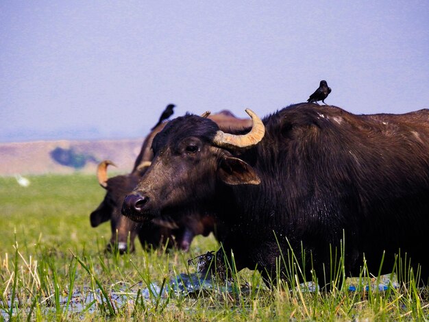 Foto waterbuffel tegen de lucht.