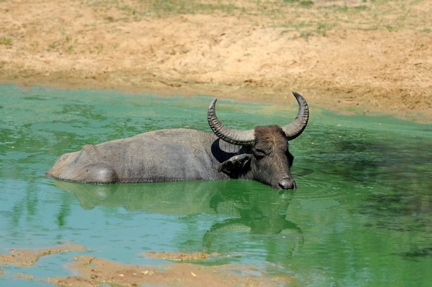Foto waterbuffels baden in een meer in sri lanka