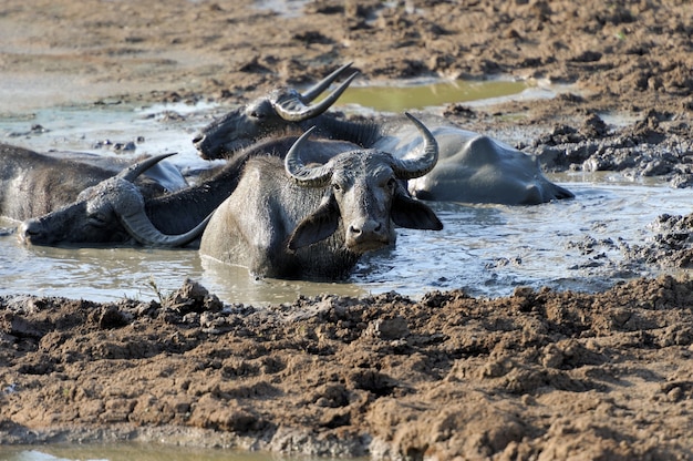 Waterbuffels baden in een meer in sri lanka