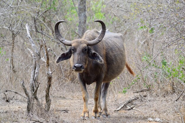 Waterbuffels in het Nationale Park van Yala, Sri Lanka