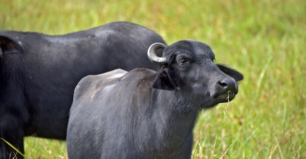 Waterbuffels in hoog grasweiland