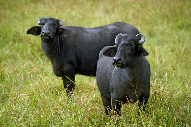 Waterbuffels in hoog grasweiland